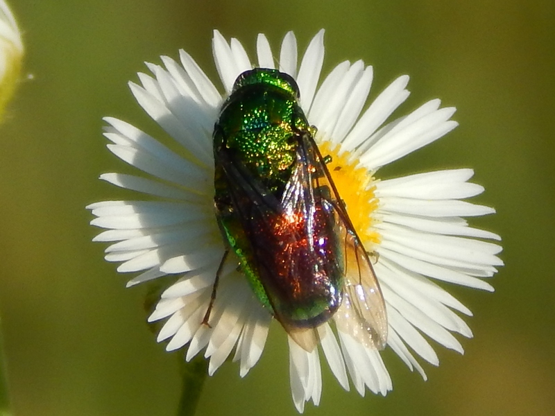 Chrysididae pi grande: Stilbum cyanurum